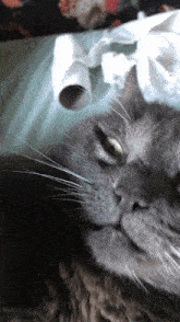 Bolik Cat GIF - Bolik Cat Fat Cat GIFs