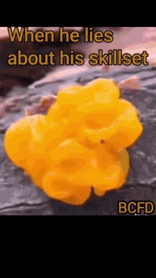 fungus bcfd