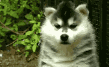 a husky puppy is standing in front of a fence and looking at the camera with a serious look on its face .