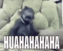 Huahahaha GIF - Tertawa Terbahak Monyet Tertawa GIFs