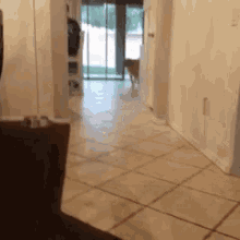 a dog walking down a hallway with a sliding glass door in the background