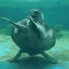 Turtle Dab GIF
