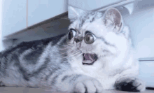 Cat Scared GIF - Cat Scared Afraid GIFs