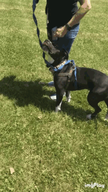 Dog Dog Training GIF