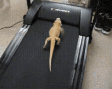 Lizard Alligator GIF - Lizard Alligator Treadmill GIFs