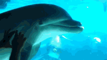 Hello Dolphin? This Is Comb GIF - Dolphin Cimb Sea World GIFs