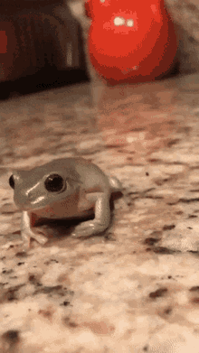 Frog Hat GIF - Frog Hat GIFs