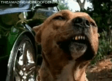 Dog Smiles GIF - Grinface GIFs