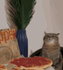 Cat Pizza GIF