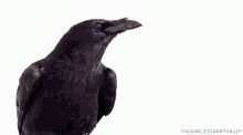 Crow Flies Away GIF - Crow Flies Away GIFs