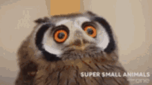 GIF