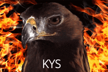 Kys Falcon GIF - Kys Falcon GIFs