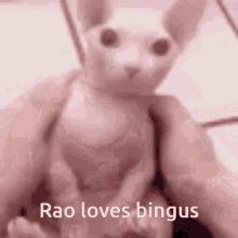 a close up of a person holding a cat with the words rao loves bingus below it