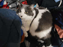 a gray and white cat is sitting on a pile of clothes