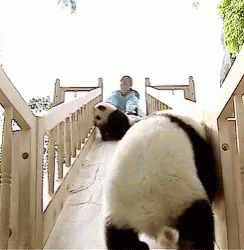 baby panda bear gif