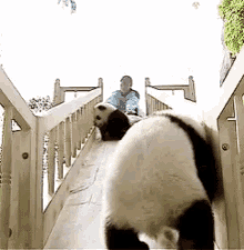panda bear baby panda sliding playing cute