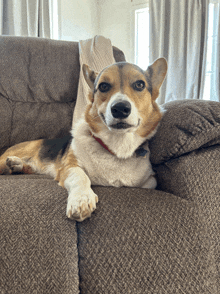 Cute Welsh Corgi Puppy - Señor GIF - Pronounced GIF or JIF?