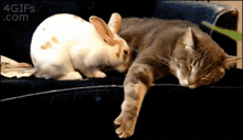 Cute Rabbit GIF - Cute Rabbit Cat GIFs