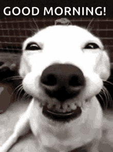 gimmy kiss dog smile