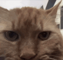 a close up of a cat 's face with a blurred background