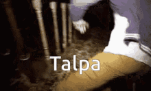 Talpa Funny GIF - Talpa Funny Fall GIFs