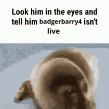 Badgerbarry4 Burrow GIF - Badgerbarry4 Badger Burrow GIFs