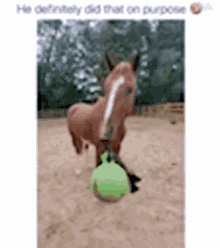 Funny Horse GIF - Funny Horse GIFs