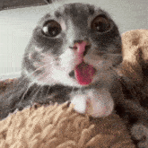 a close up of a cat with its tongue hanging out .