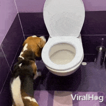 The Dog Broke The Toilet Seat Beagle GIF