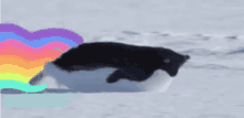 Wee Penguin GIF - Wee Penguin Rainbow GIFs