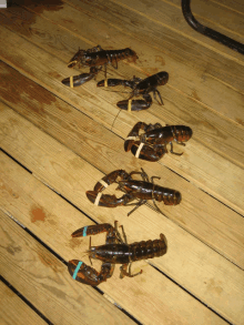 Lobster Races1 GIF - Lobster Races1 GIFs