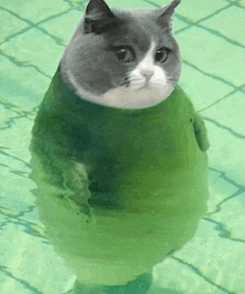 a cat is standing in a pool of water .