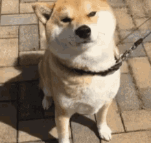 a dog is standing on a brick sidewalk on a leash .