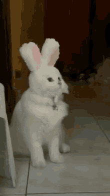 cat rabbit