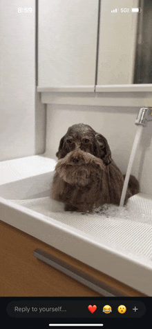 a phone screen shows a dog in a sink and says reply to yourself at the bottom