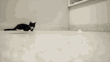 Cat Cats GIF - Cat Cats Playing GIFs
