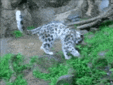 a snow leopard is walking across a rocky area in the grass .