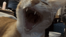 Loop Orange Cat GIF - Loop Orange Cat Cat GIFs