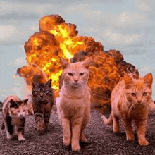 a group of cats are walking in front of a large explosion .