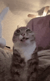 a cat is sticking its tongue out at the camera while sitting on a bed .