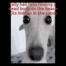Tally Hall Hidden In The Sand GIF - Tally Hall Hidden In The Sand Tally GIFs