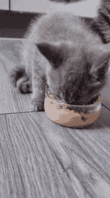 Noxy Kitten GIF - Noxy Kitten Diner GIFs