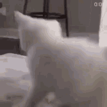 a white cat is sitting on top of a bed .
