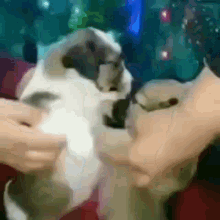 Perros Dogs GIF - Perros Dogs Cute GIFs