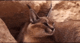a caracal cat is looking out of a hole in a rock wall .