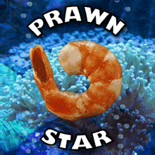 Prawn Star Nsfw GIF - Prawn Star Nsfw Cooked Prawn GIFs