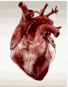 Heart Beat GIF - Heart Beat Pumping Heart GIFs