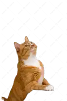 an orange and white cat is looking up at something