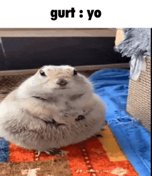 a fat hamster is sitting on a blanket with the caption gurt yo