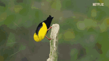 Twelve Wired Bird Of Paradise Mate GIF